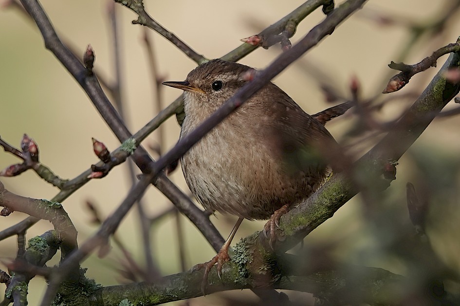 Wren, 1/250 sec, f/5.6, ISO 125, 220 mm