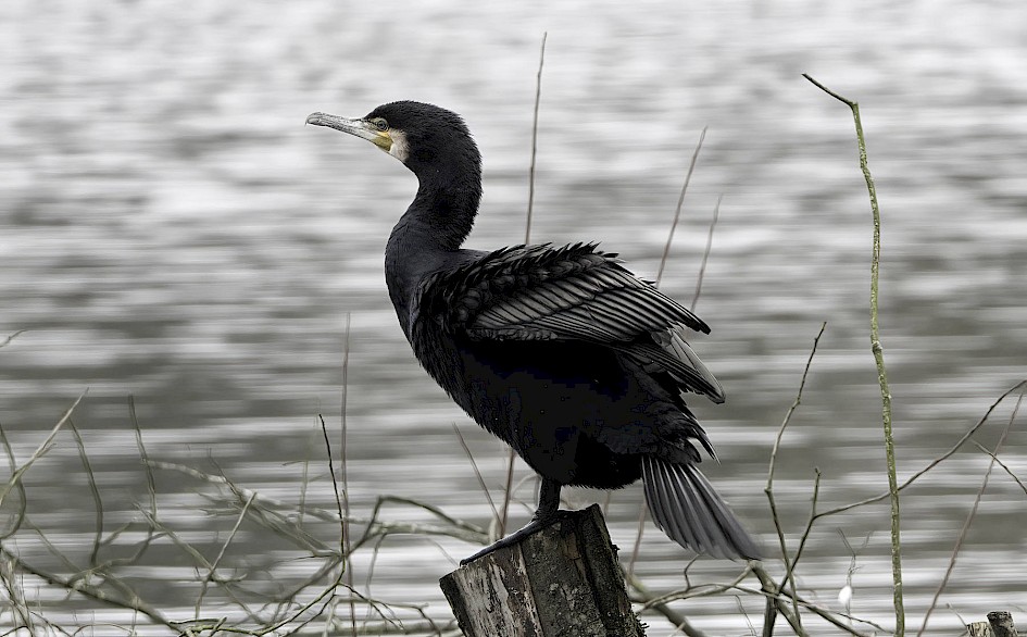 Cormorant, 1/125 sec, f/5.6, ISO 500, 219.76 mm