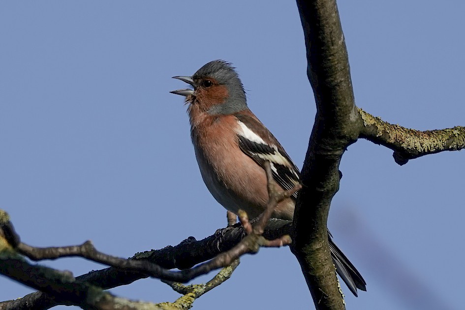 Chaffinch, 1/800 sec, f/5.6, ISO 100, 220 mm