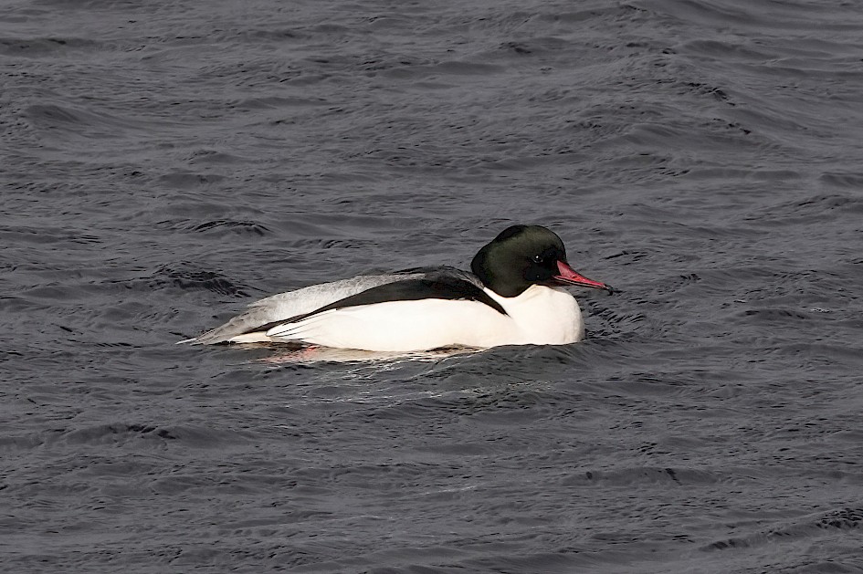 Goosander, 1/800 sec, f/5.6, ISO 100, 220 mm