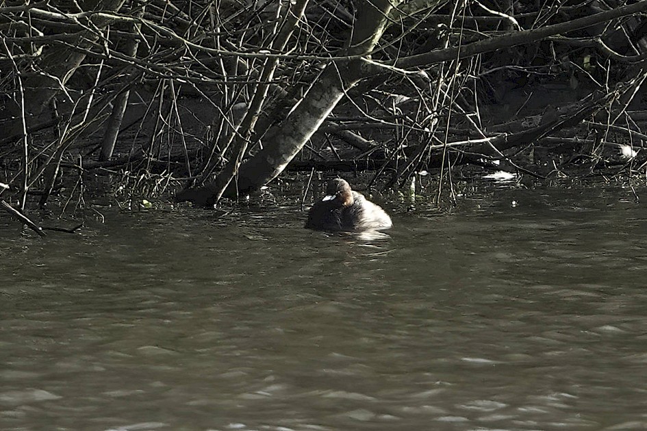 Little Grebe , 1/500 sec, f/5.6, ISO 400, 220 mm