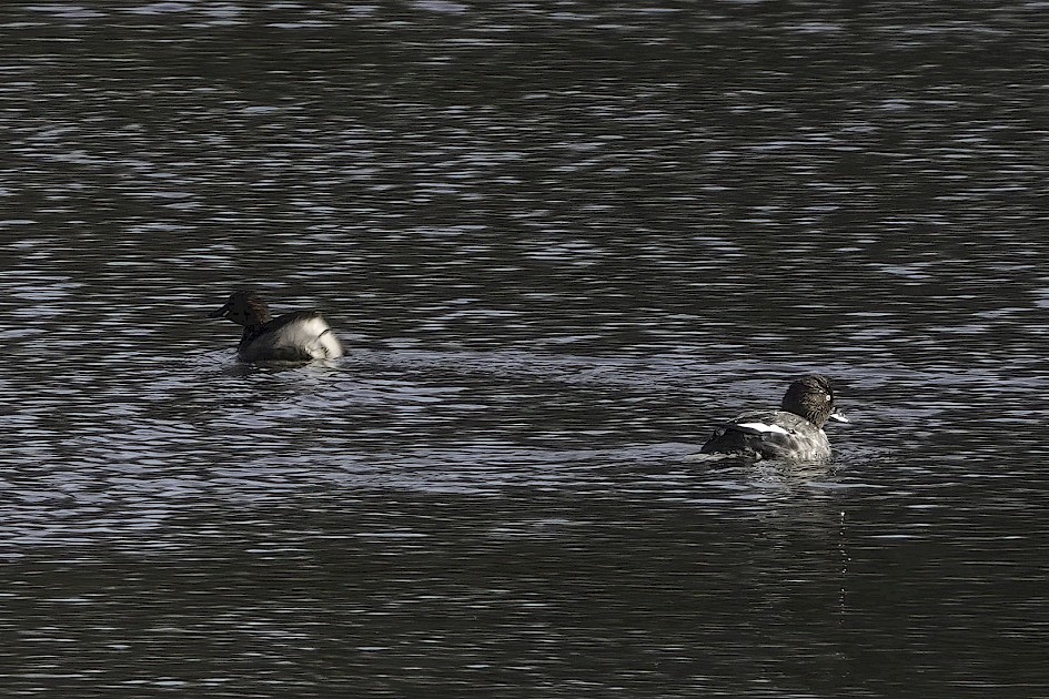 Little Grebe & Goldeneye, 1/500 sec, f/5.6, ISO 250, 220 mm