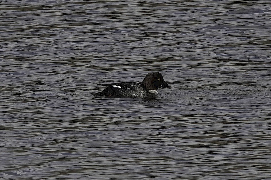 Goldeneye, 1/640 sec, f/5.6, ISO 100, 220 mm