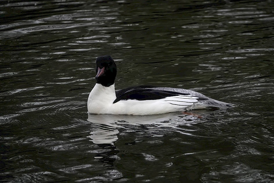 Goosander, 1/500 sec, f/5.6, ISO 400, 220 mm