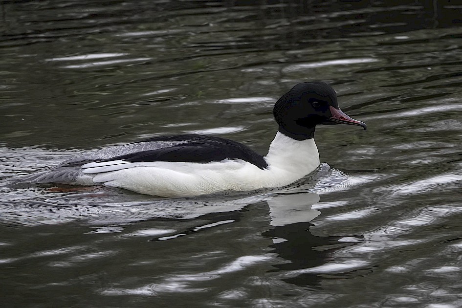 Goosander , 1/500 sec, f/5.6, ISO 640, 220 mm