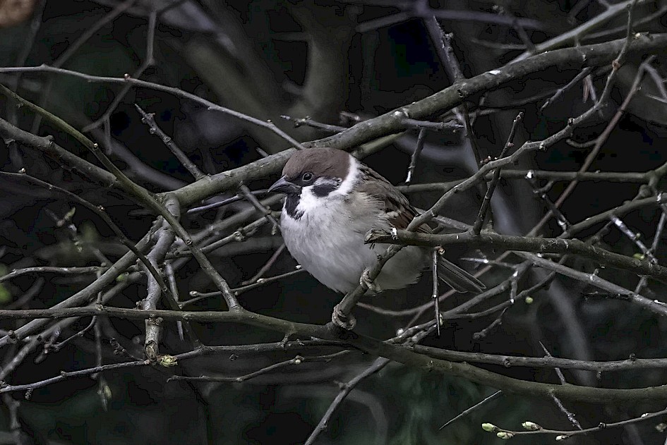 Tree Sparrow, 1/500 sec, f/5.6, ISO 1250, 220 mm