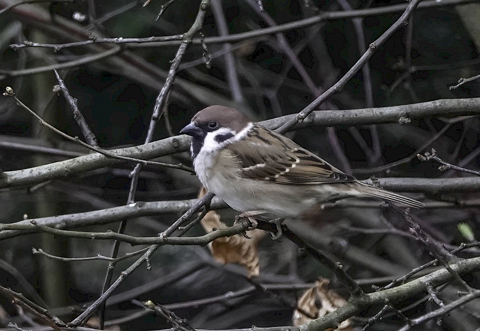 Tree Sparrow , 1/500 sec, f/5.6, ISO 1000, 220 mm