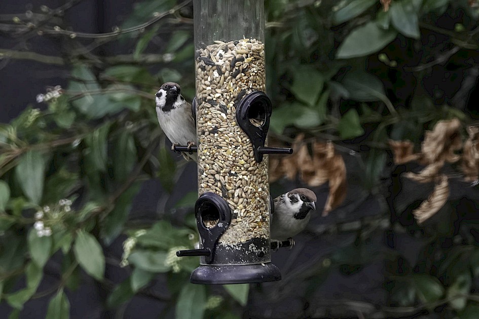 Tree Sparrows, 1/500 sec, f/5.6, ISO 640, 220 mm
