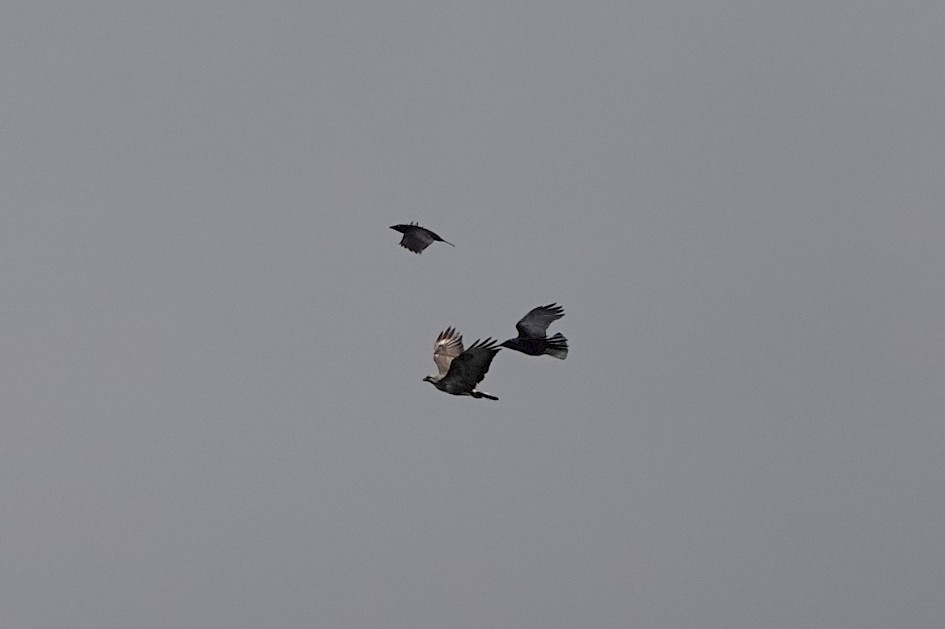 Buzzard, 1/500 sec, f/6.3, ISO 100, 220 mm