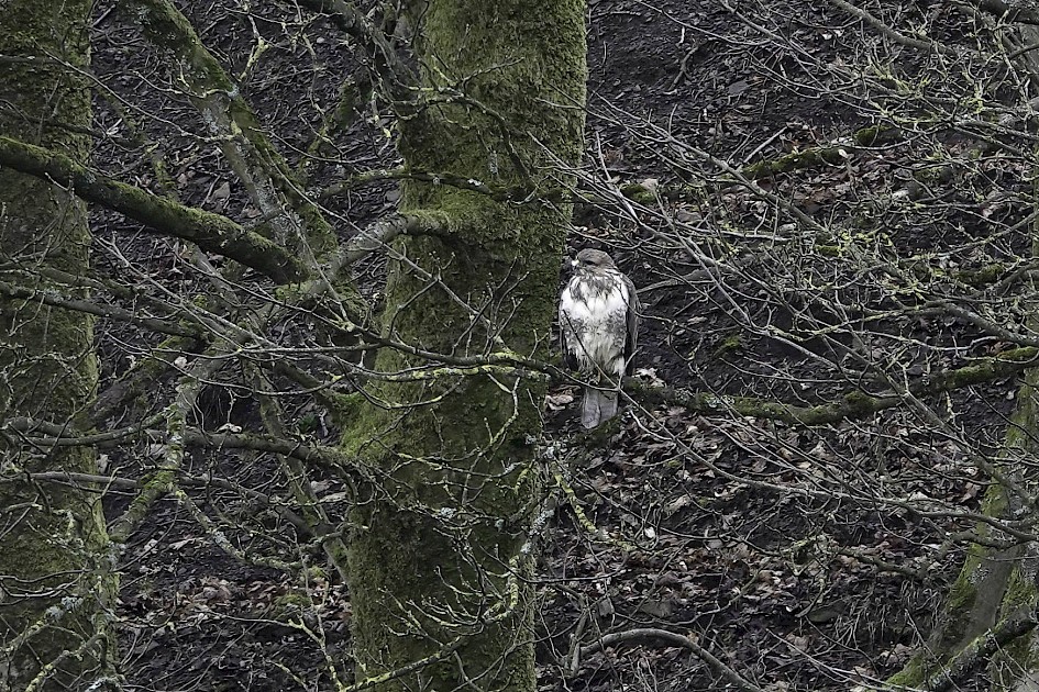 Buzzard , 1/60 sec, f/6.3, ISO 200, 219.76 mm