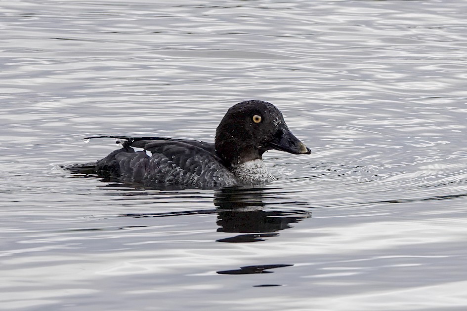 Goldeneye, 1/500 sec, f/6.3, ISO 250, 220 mm