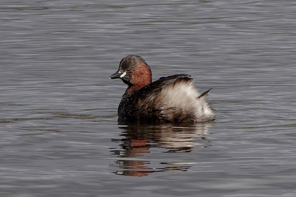 Little Grebe , 1/500 sec, f/6.3, ISO 125, 220 mm