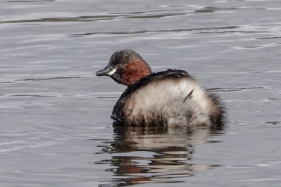 Little Grebe , 1/500 sec, f/6.3, ISO 250, 220 mm