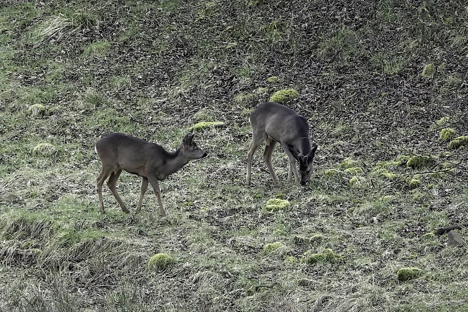 Roe Deer, 1/500 sec, f/6.3, ISO 1000, 220 mm