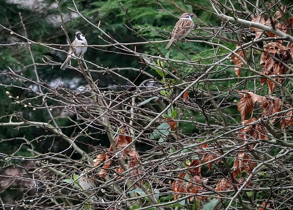 Tree Sparrows And Reed Bunting, 1/500 sec, f/5.6, ISO 1000, 195.64 mm