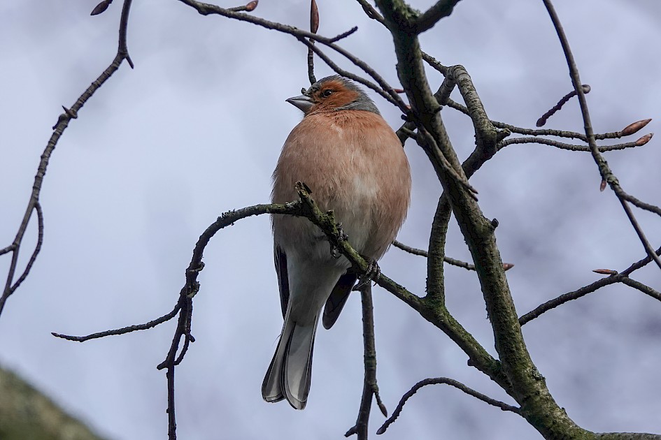 Chaffinch, 1/500 sec, f/5.6, ISO 200, 220 mm