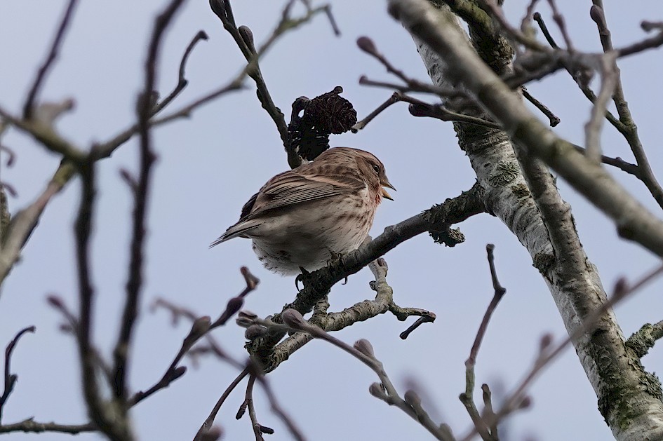 Redpoll, 1/500 sec, f/5.6, ISO 320, 220 mm