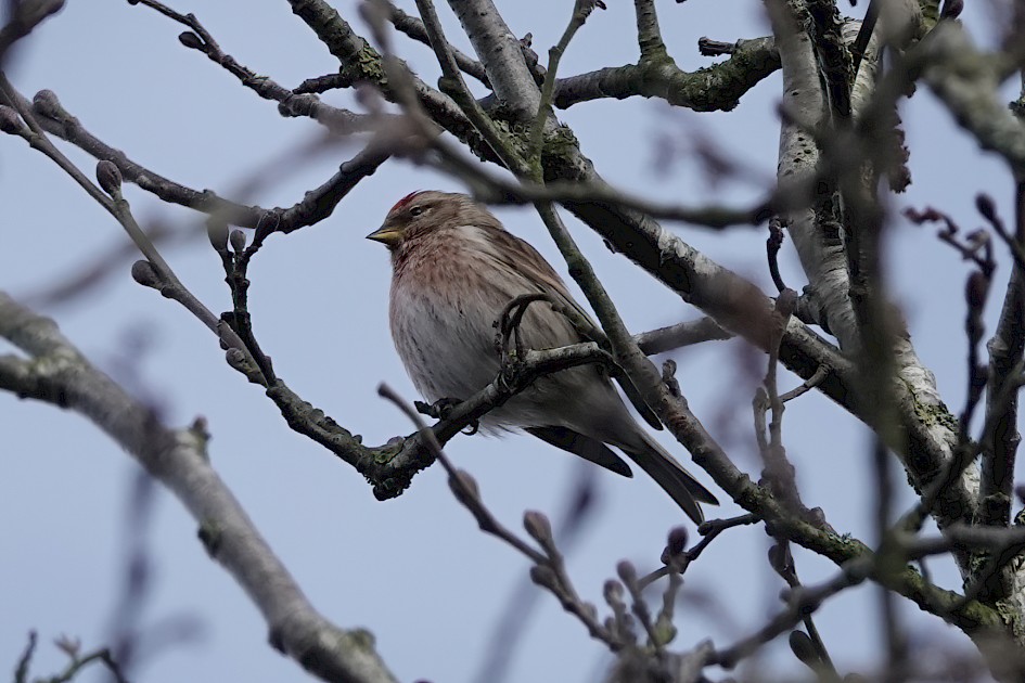 Redpoll, 1/500 sec, f/5.6, ISO 320, 220 mm
