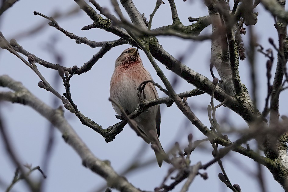 Redpoll, 1/500 sec, f/5.6, ISO 320, 220 mm