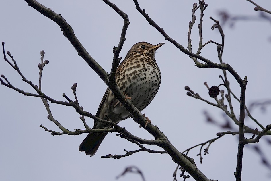 Song Thrush, 1/500 sec, f/5.6, ISO 100, 220 mm