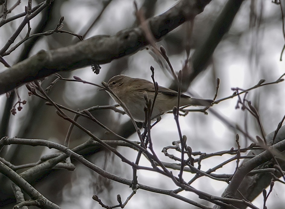 Chiffchaff, 1/500 sec, f/5.0, ISO 320, 220 mm