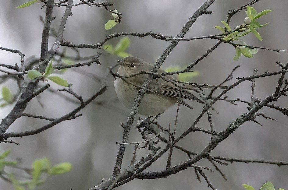 Chiffchaff, 1/500 sec, f/5.0, ISO 4000, 220 mm