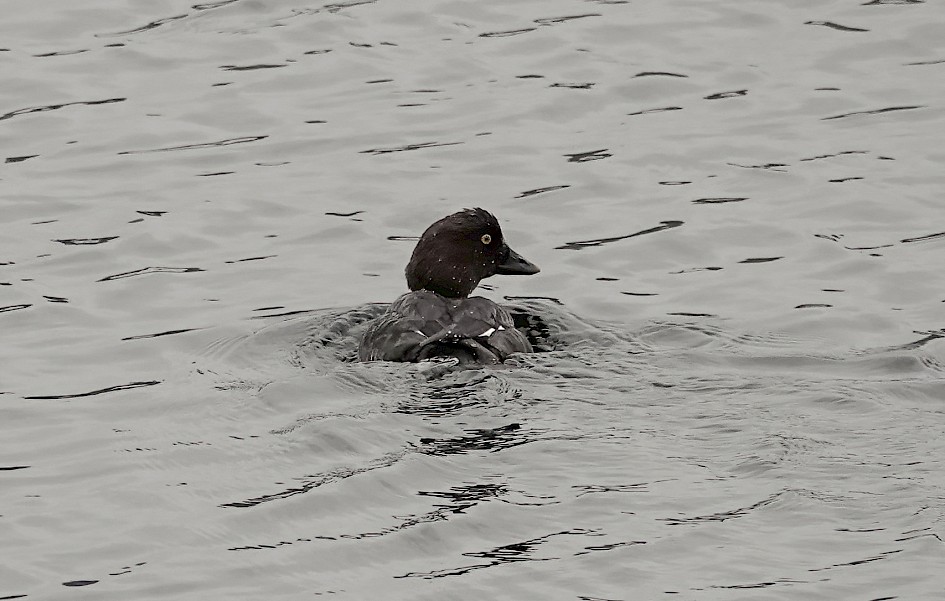 Goldeneye, 1/500 sec, f/5.0, ISO 500, 220 mm