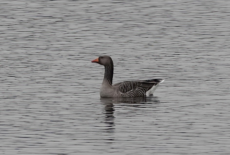 Greylag Goose, 1/500 sec, f/5.0, ISO 250, 220 mm