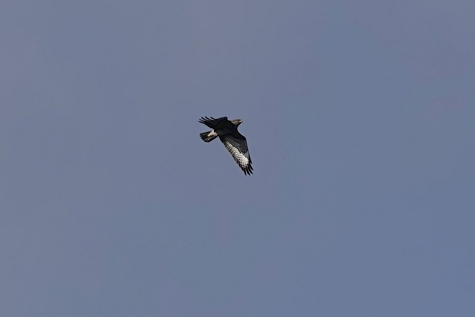 Buzzard, 1/1000 sec, f/5.0, ISO 100, 120.91 mm