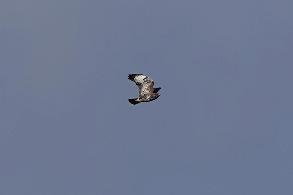 Buzzard , 1/1000 sec, f/5.0, ISO 100, 120.91 mm