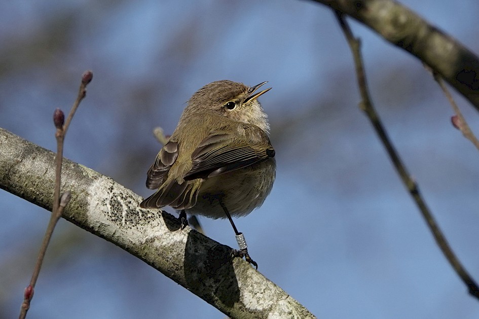 Chiffchaff, 1/640 sec, f/5.0, ISO 100, 220 mm
