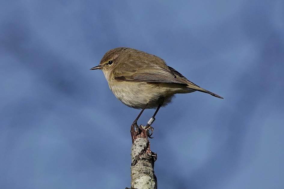 Chiffchaff, 1/1000 sec, f/5.0, ISO 100, 220 mm