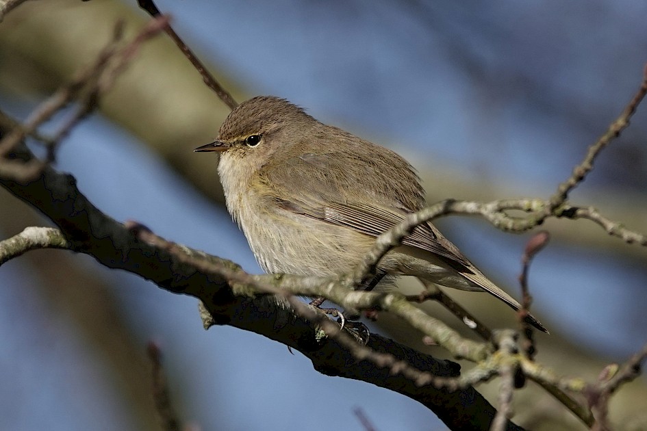 Chiffchaff, 1/640 sec, f/5.0, ISO 100, 220 mm