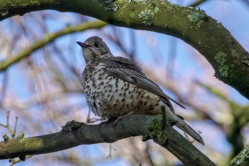 Mistle Thrush, 1/500 sec, f/5.0, ISO 200, 220 mm