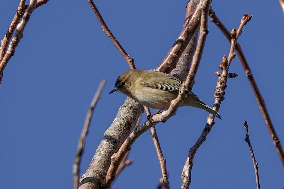 Chiffchaff, 1/640 sec, f/5.6, ISO 100, 220 mm