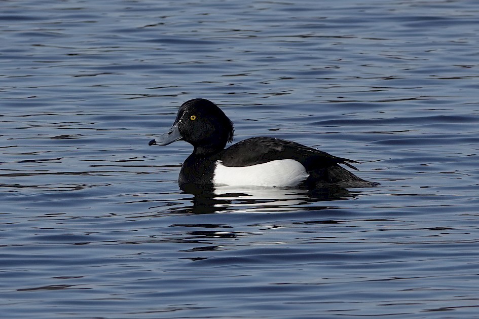 Tufted Duck-, 1/640 sec, f/5.6, ISO 100, 220 mm