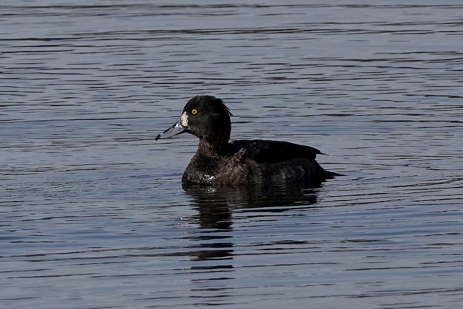 Tufted Duck , 1/800 sec, f/5.6, ISO 100, 220 mm