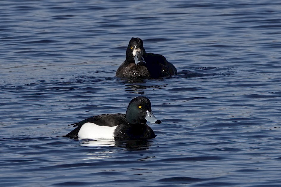 Tufted Ducks, 1/640 sec, f/5.6, ISO 100, 220 mm