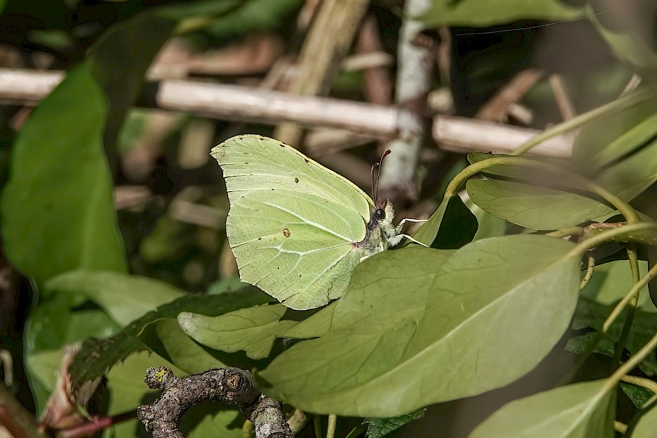 Brimstone, 1/1600 sec, f/5.6, ISO 100, 210.22 mm