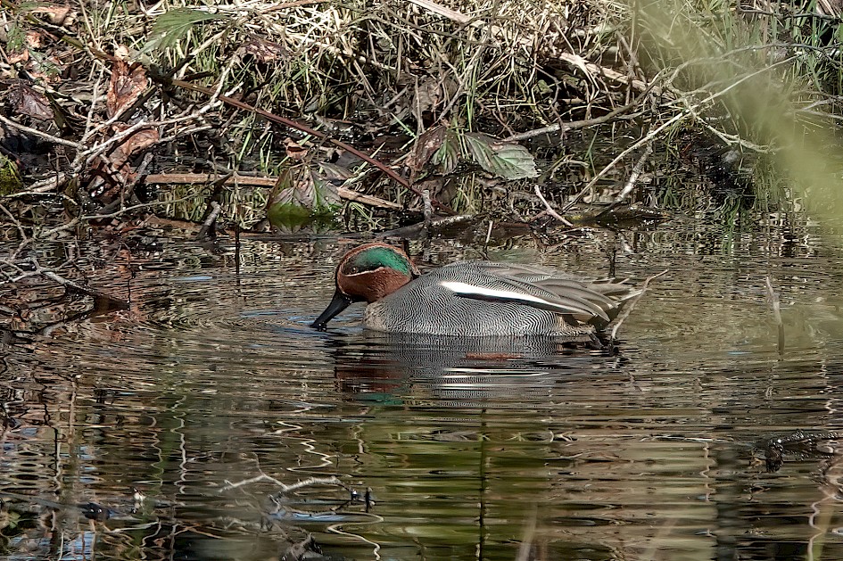 Teal, 1/500 sec, f/5.6, ISO 320, 210.22 mm