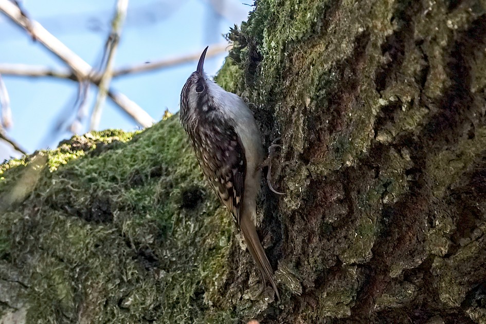 Treecreeper, 1/500 sec, f/5.6, ISO 320, 210.22 mm