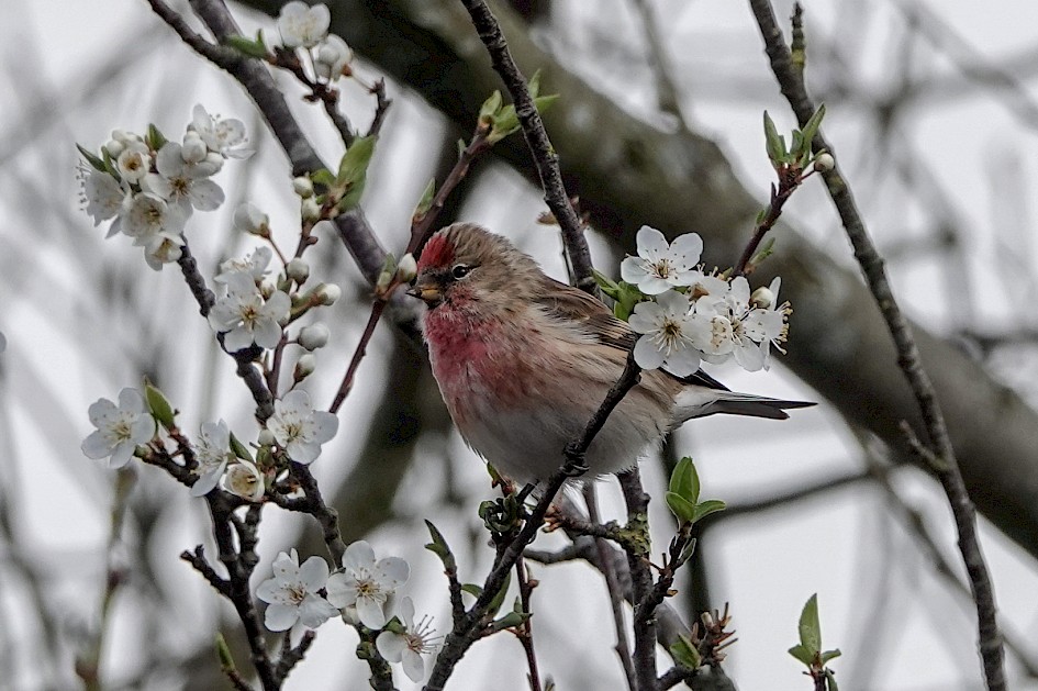 Redpoll, 1/500 sec, f/5.6, ISO 160, 220 mm