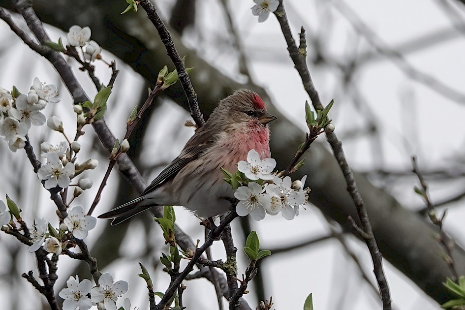 Redpoll, 1/500 sec, f/5.6, ISO 160, 220 mm