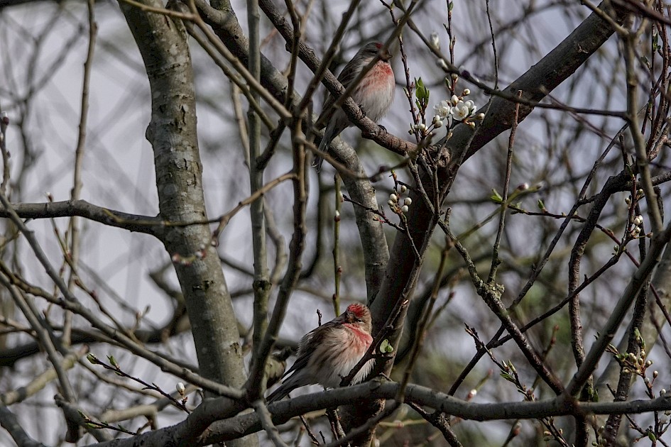 Redpolls, 1/800 sec, f/5.6, ISO 100, 220 mm