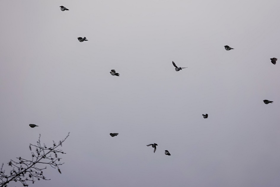 Redwings, 1/640 sec, f/5.6, ISO 100, 210.22 mm