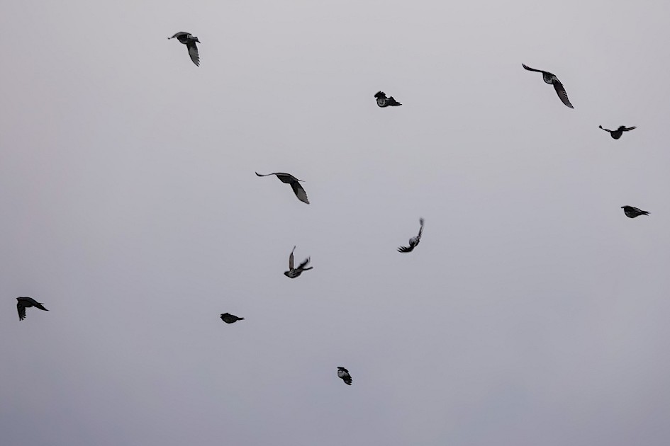 Redwings, 1/640 sec, f/5.6, ISO 100, 210.22 mm