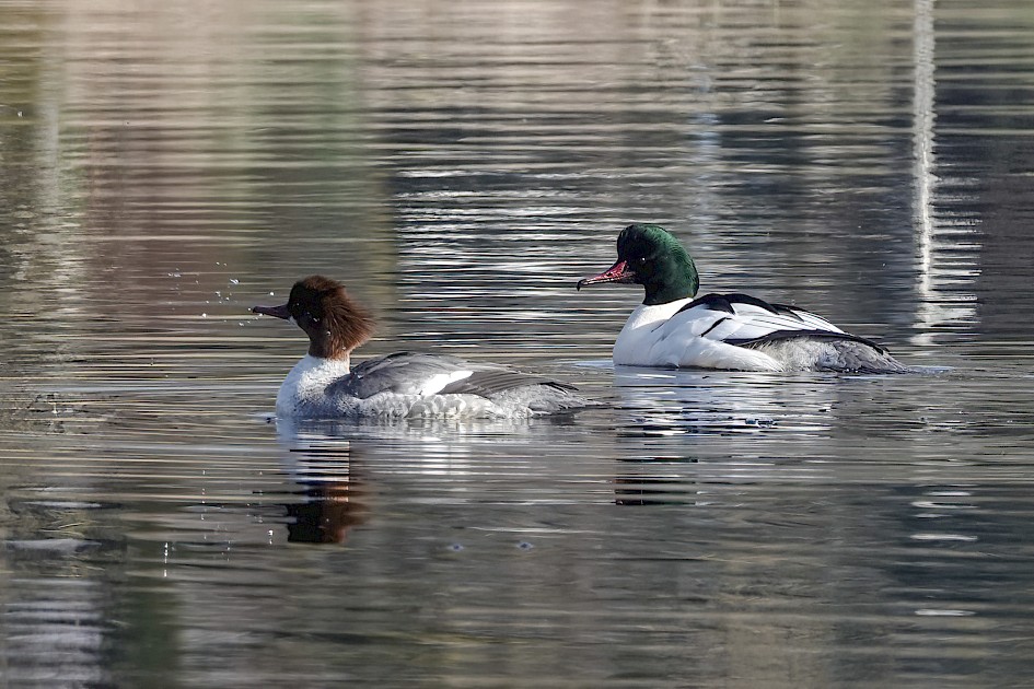 Goosanders-, 1/500 sec, f/5.6, ISO 160, 212.77 mm