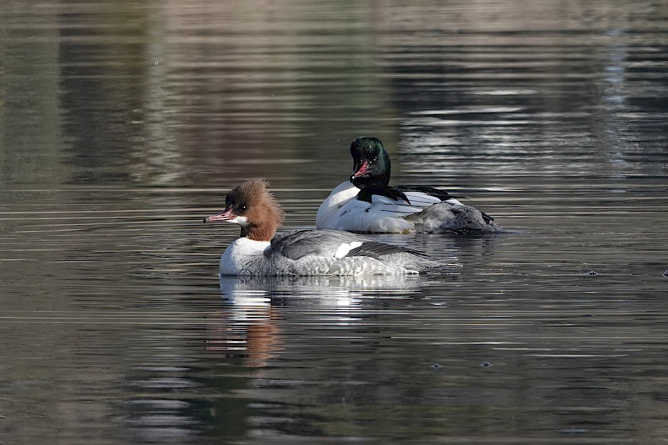 Goosanders-, 1/500 sec, f/5.6, ISO 125, 212.77 mm