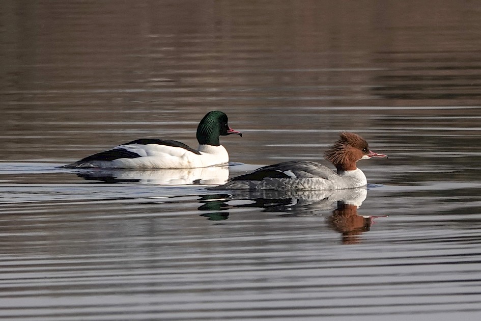 Goosanders-, 1/640 sec, f/5.6, ISO 100, 220 mm