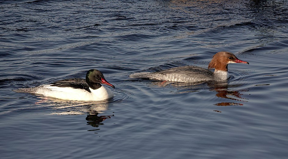 Goosanders, 1/500 sec, f/5.6, ISO 160, 220 mm